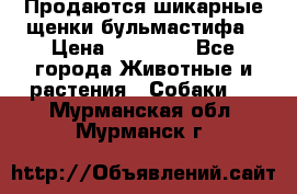 Продаются шикарные щенки бульмастифа › Цена ­ 45 000 - Все города Животные и растения » Собаки   . Мурманская обл.,Мурманск г.